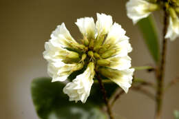 Plancia ëd Bauhinia Plum. ex L.