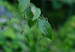 Image of Sparattanthelium amazonum Mart.