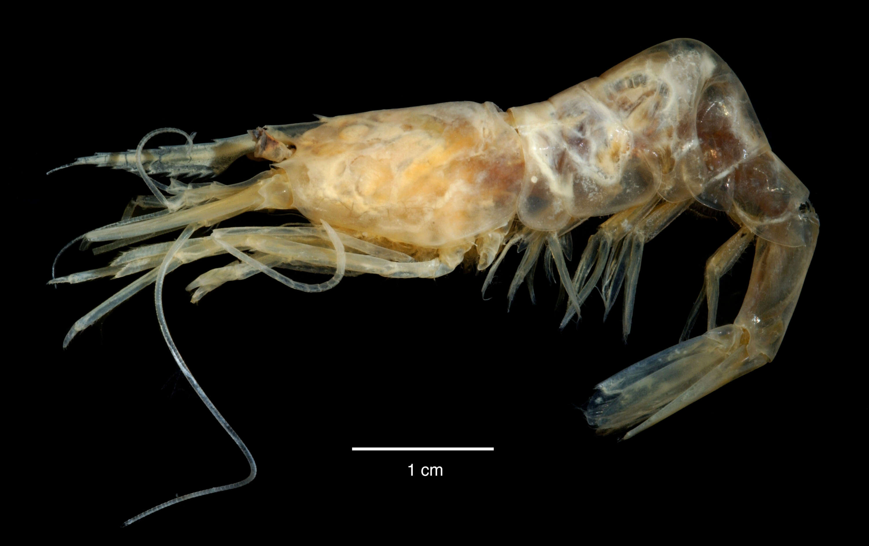 Слика од Chorismus antarcticus (Pfeffer 1887)