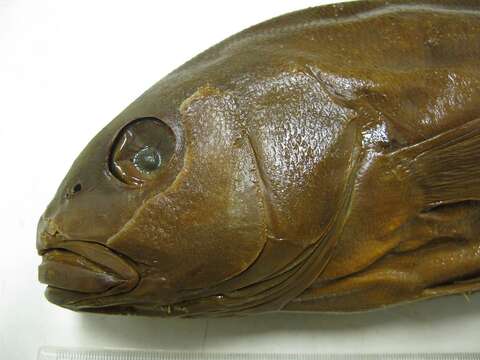 Image of Enigmatic tilefish