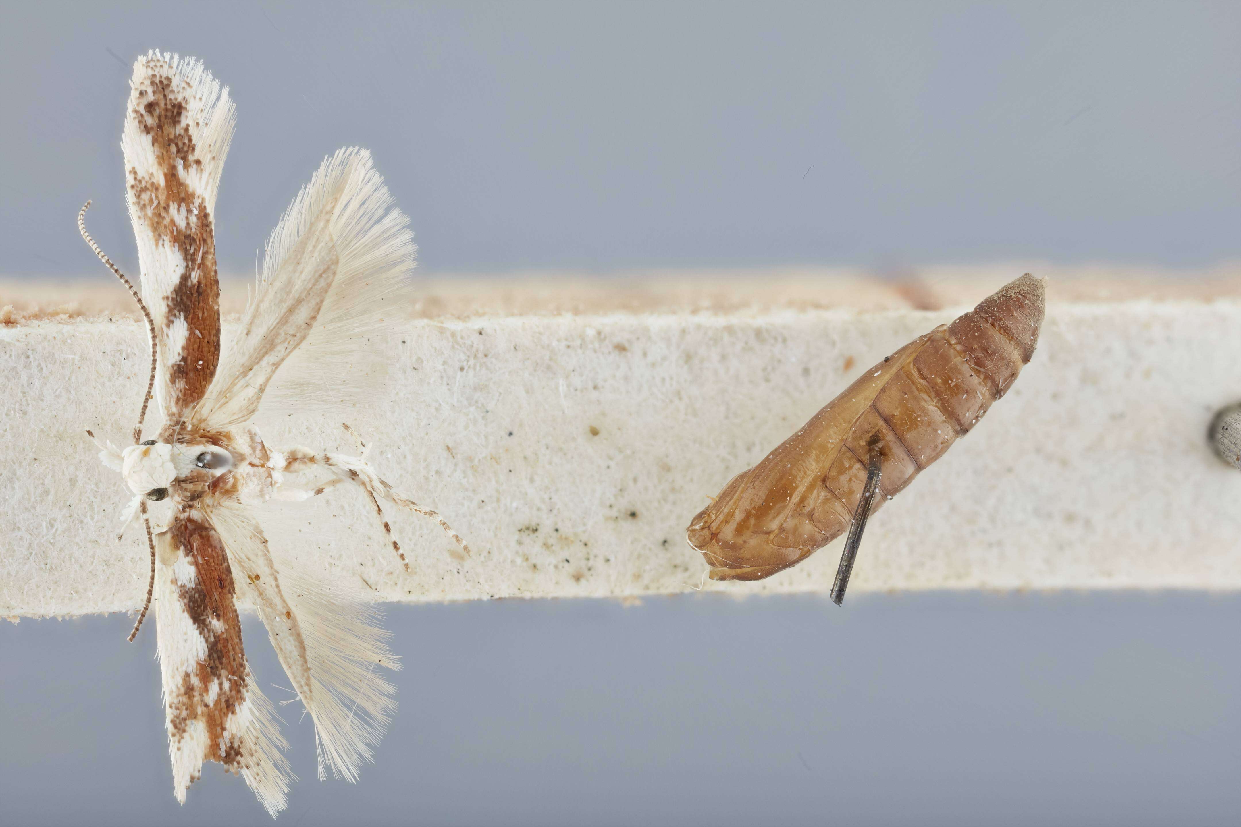 Image of Gnorimoschema terracottella Busck 1900