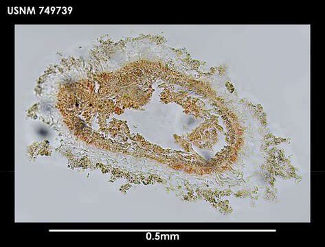 Image de Ocheyoherpia lituifera Salvini-Plawen 1978