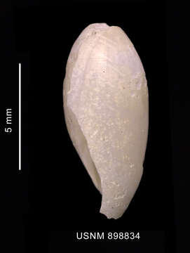Sivun Cylichna gelida (E. A. Smith 1907) kuva
