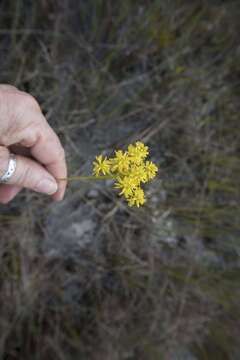 Image de Polygala cymosa Walt.