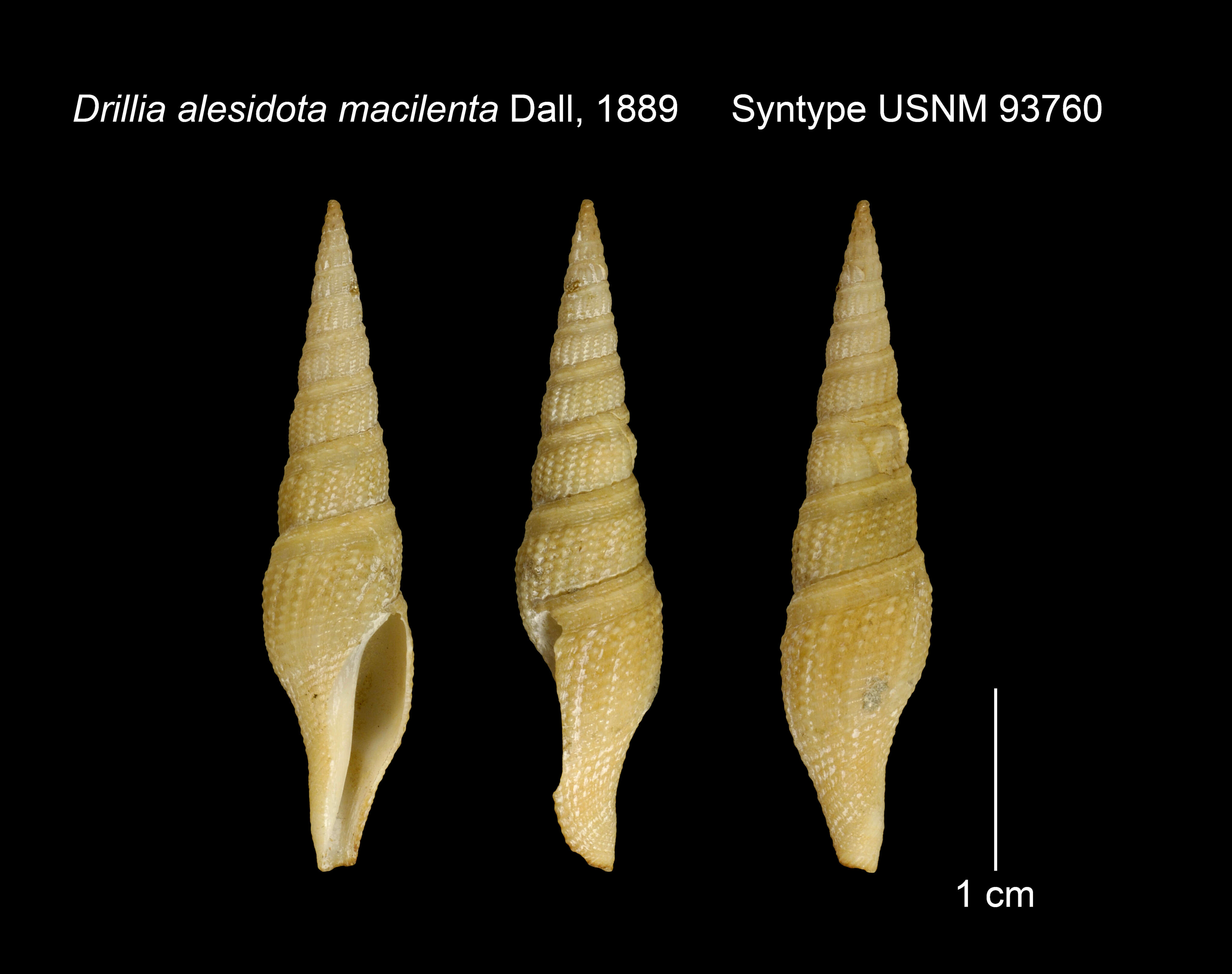 Image of Drillia alesidota macilenta Dall