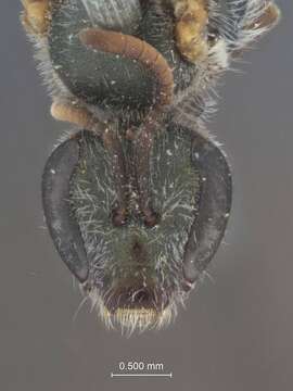 Image of Halictus petraeus Blüthgen 1933