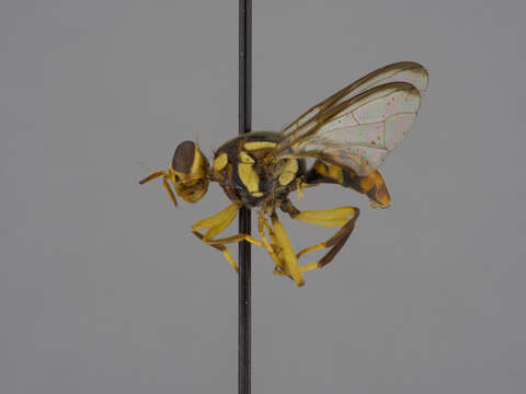 Image of Bactrocera occipitalis (Bezzi 1919)