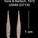 Image of Torrecoptis zanjonensis C. de la Torre & Bartsch 1972