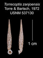 Image of Torrecoptis zanjonensis C. de la Torre & Bartsch 1972