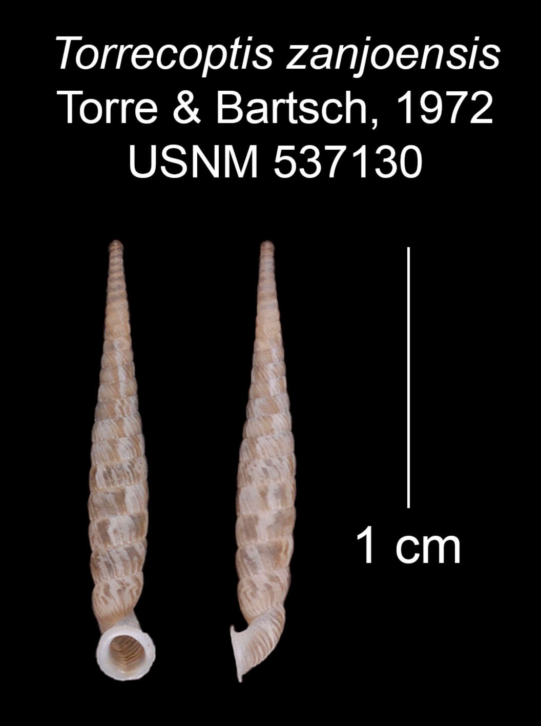 Image of Torrecoptis zanjonensis C. de la Torre & Bartsch 1972