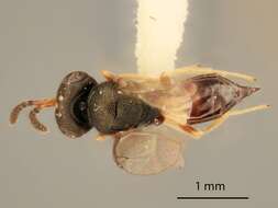 Chrysoglyphe myiobora Gordh 1976 resmi