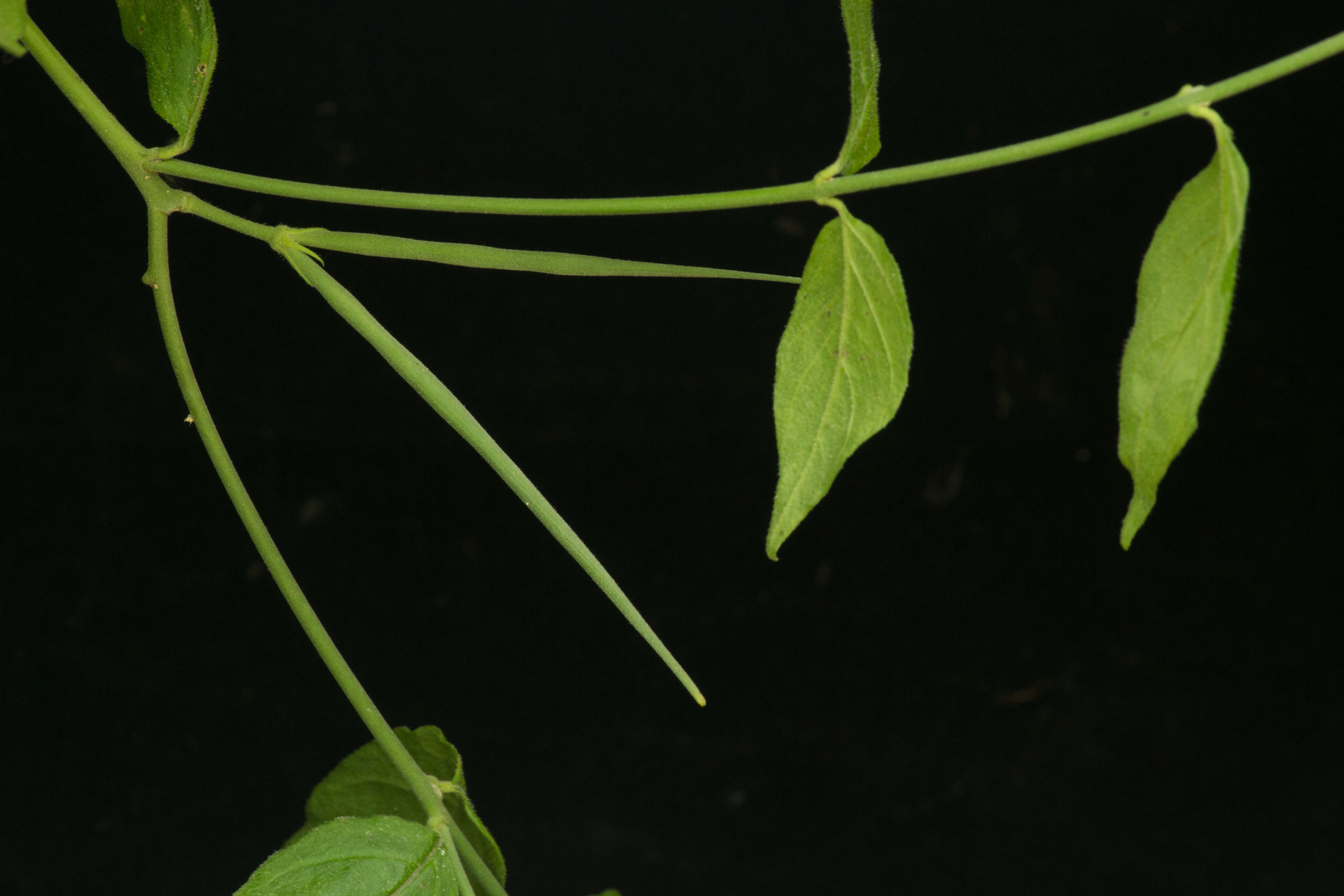 Plancia ëd Haplophyton cimicidum A. DC.