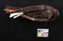 Image of Corvus caurinus S. F. Baird 1858