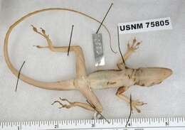 Image of West Cuban Anole