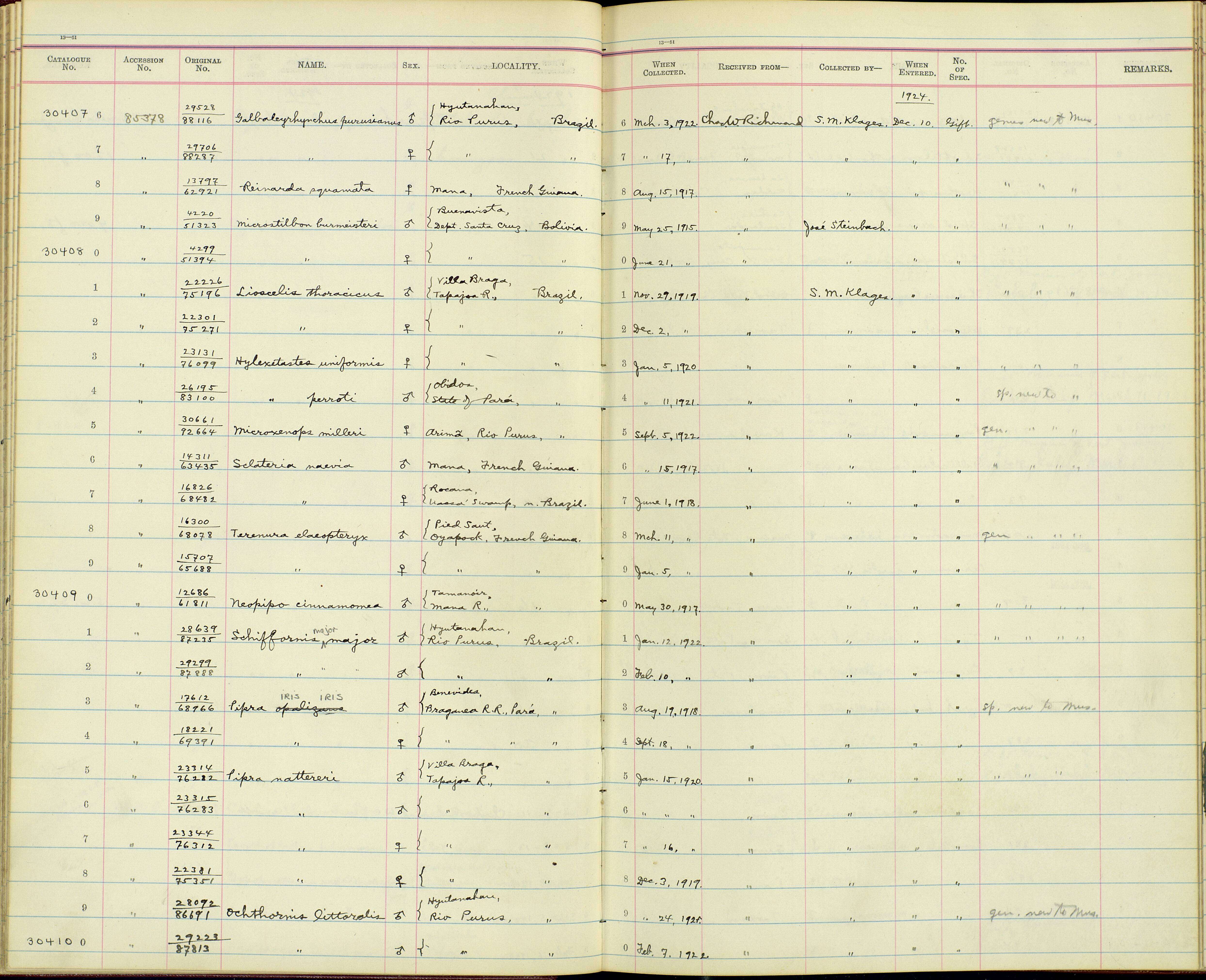 Plancia ëd Neopipo cinnamomea helenae McConnell 1911