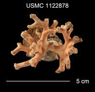 Image de Distichopora borealis Fisher 1938