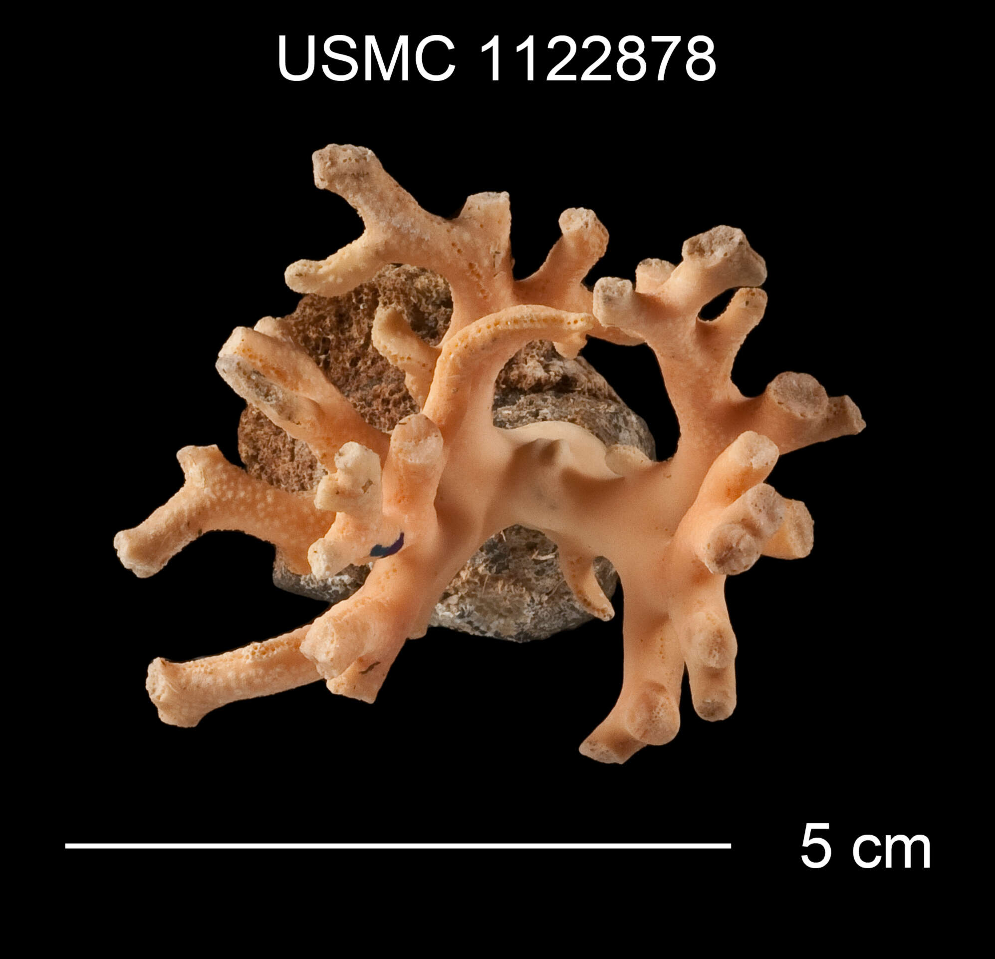 Image de Distichopora borealis Fisher 1938