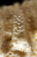 Image of Acropora spicifera (Dana 1846)