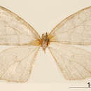 Image of Trygodes simplicissima Dyar 1912