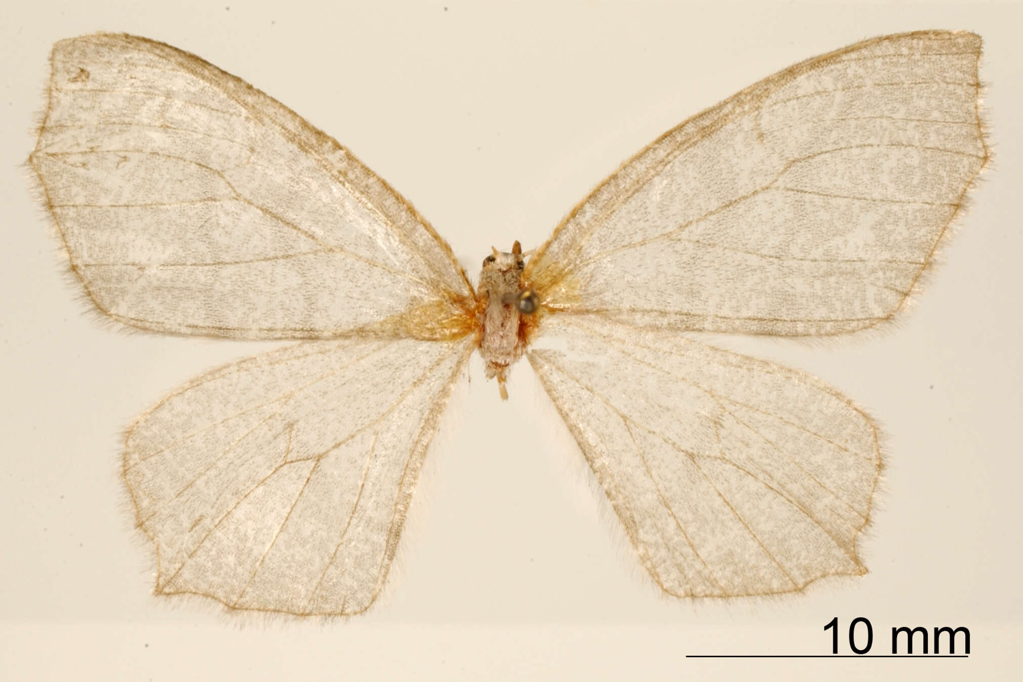 Image of Trygodes simplicissima Dyar 1912