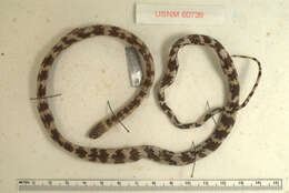 Image of Panama Spotted Night Snake