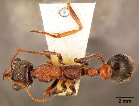 Image of Myrmecia pulchra Clark 1929