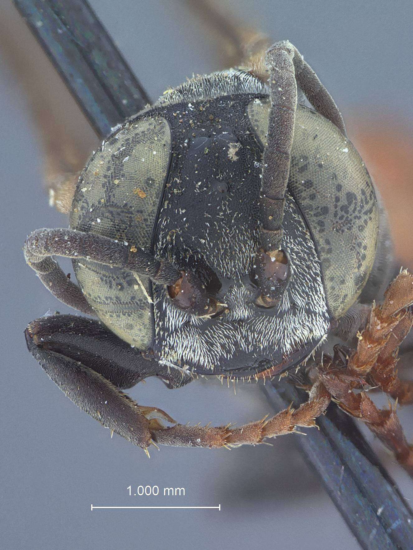 Image of Tachysphex pompiliformis (Panzer 1804)