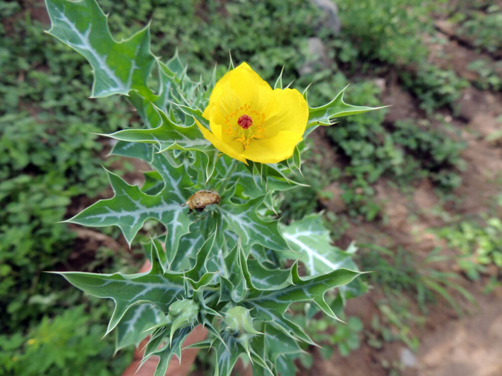 Image of Mexican pricklypoppy