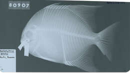 Image of Pacific Spadefish