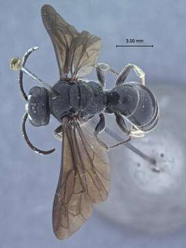 Image of Argogorytes fuliginosus Tsuneki 1968