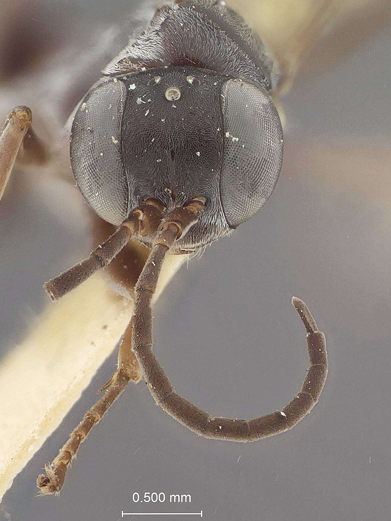 صورة Pseudagenia brevicornis Banks 1934