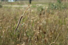 Image of toothache grass