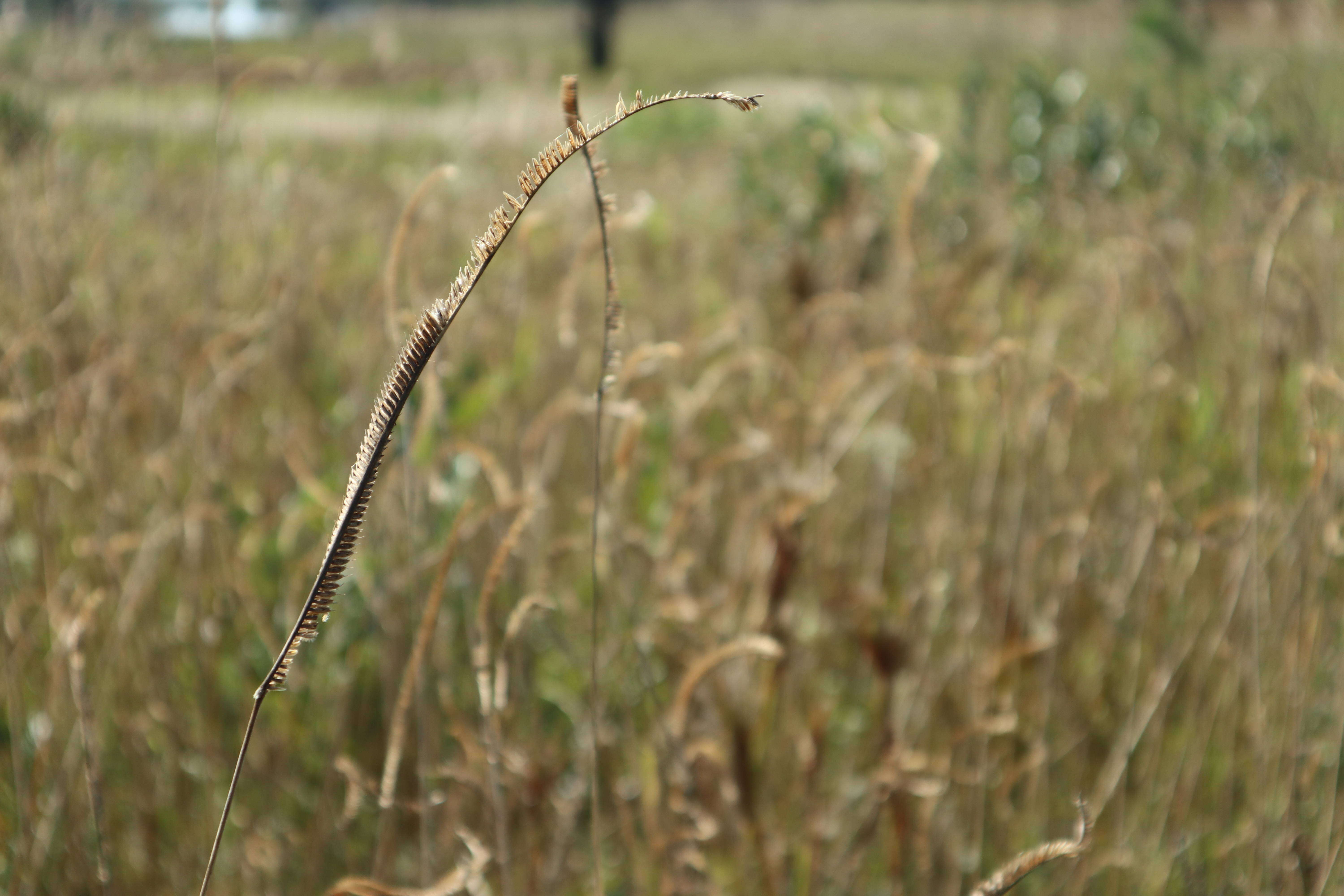 Image of toothache grass