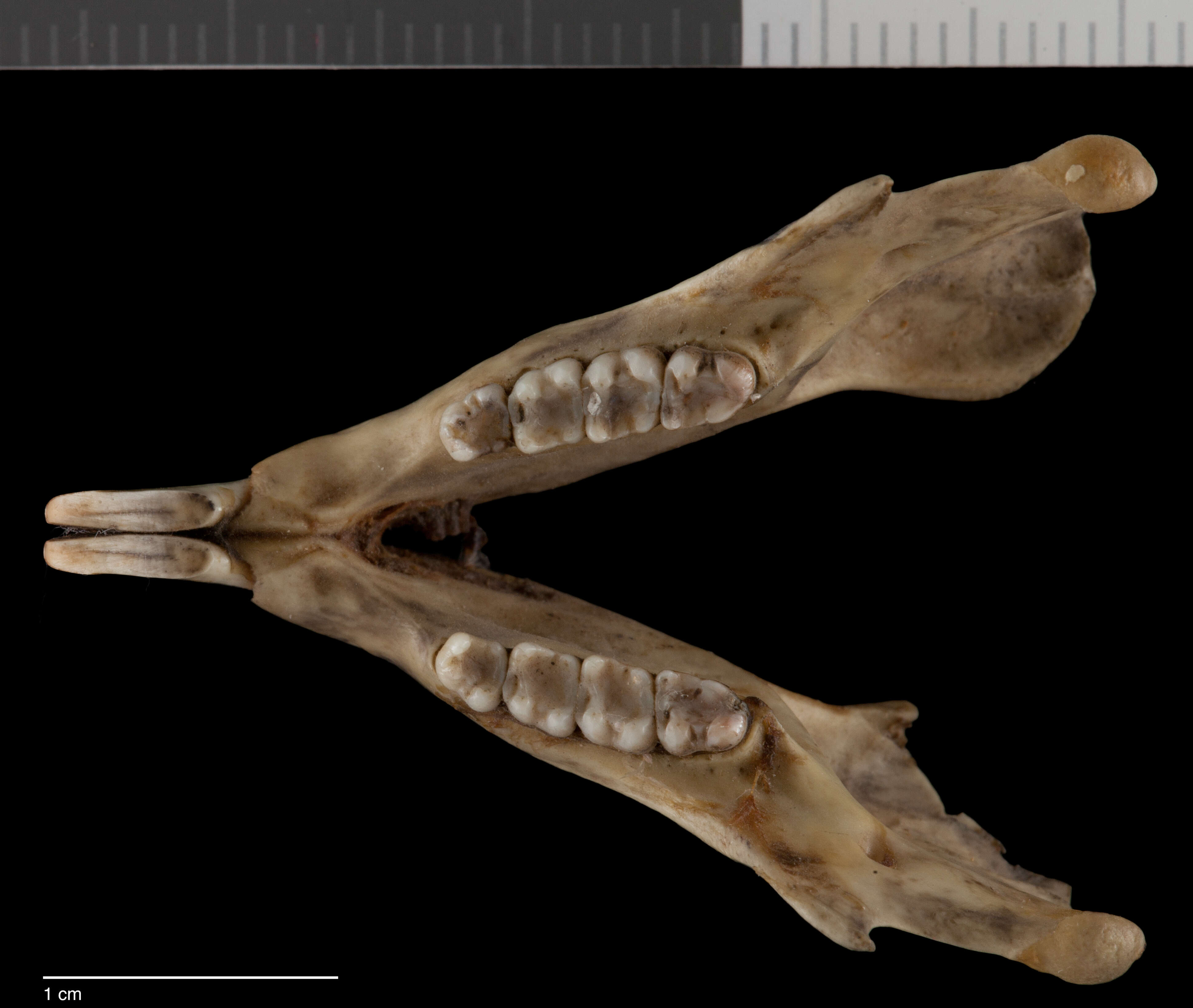 Image of Sciurus niger limitis Baird 1855