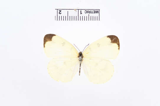 Imagem de Eurema hapale (Mabille 1882)