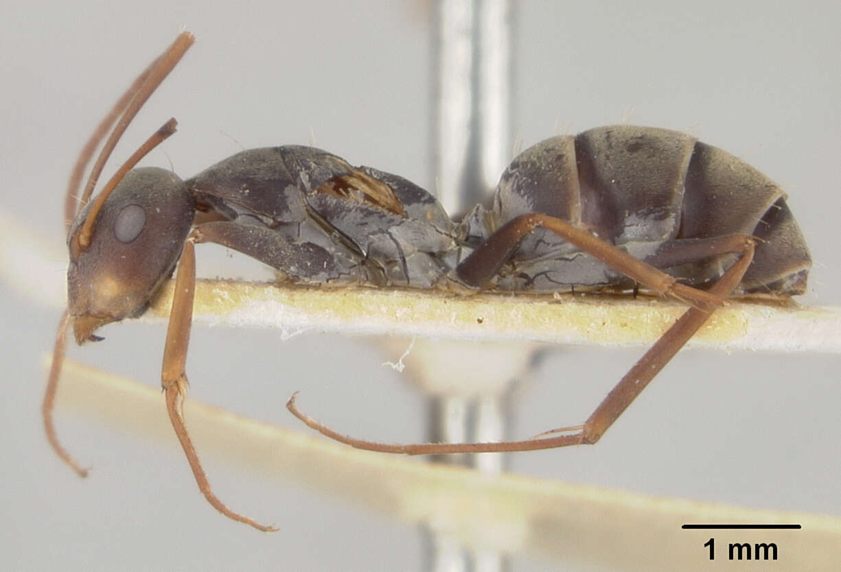 Plancia ëd Camponotus maculatus (Fabricius 1782)