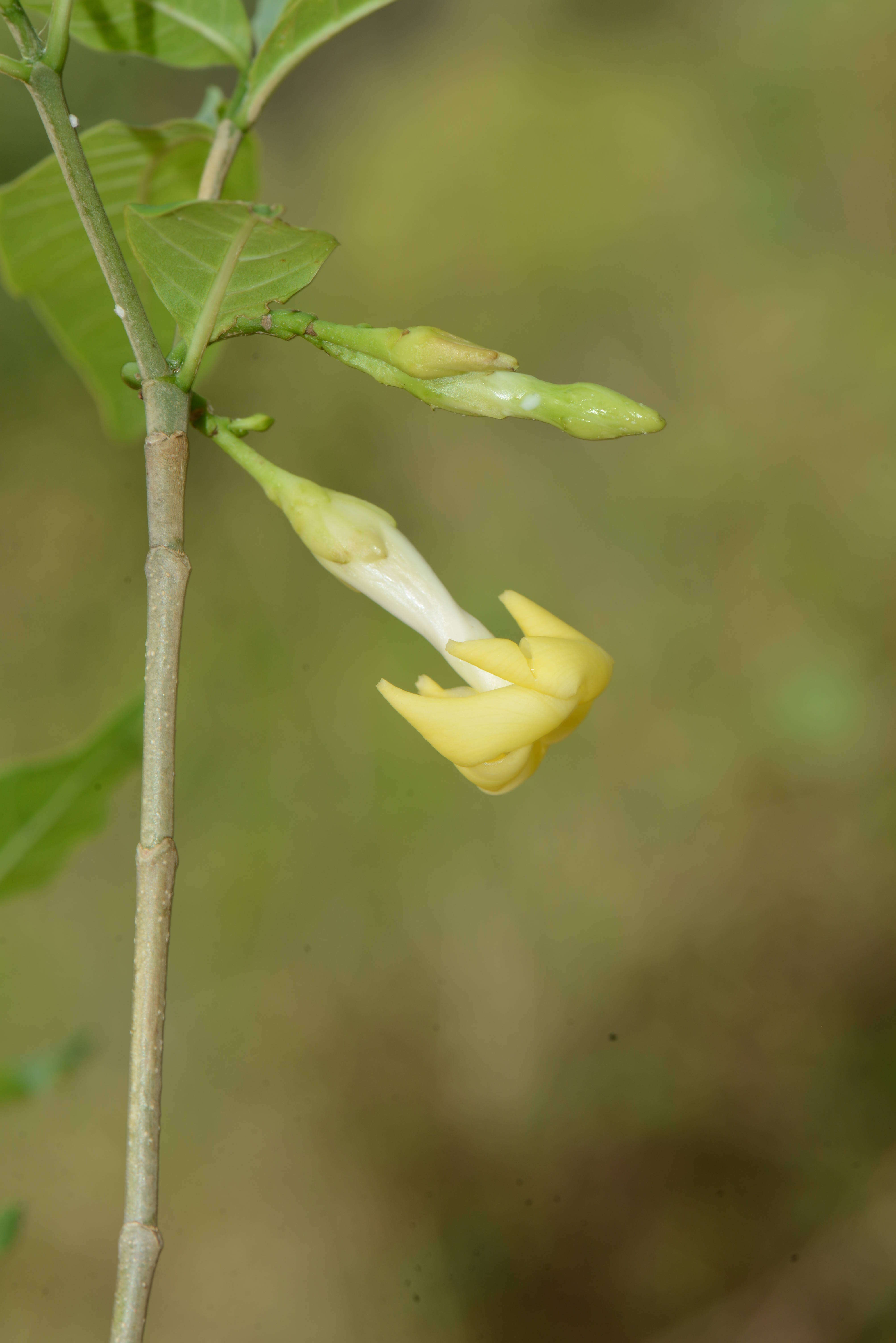 Слика од Tabernaemontana litoralis Kunth