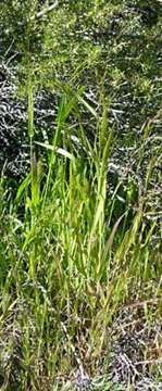 Image of Arizona brome