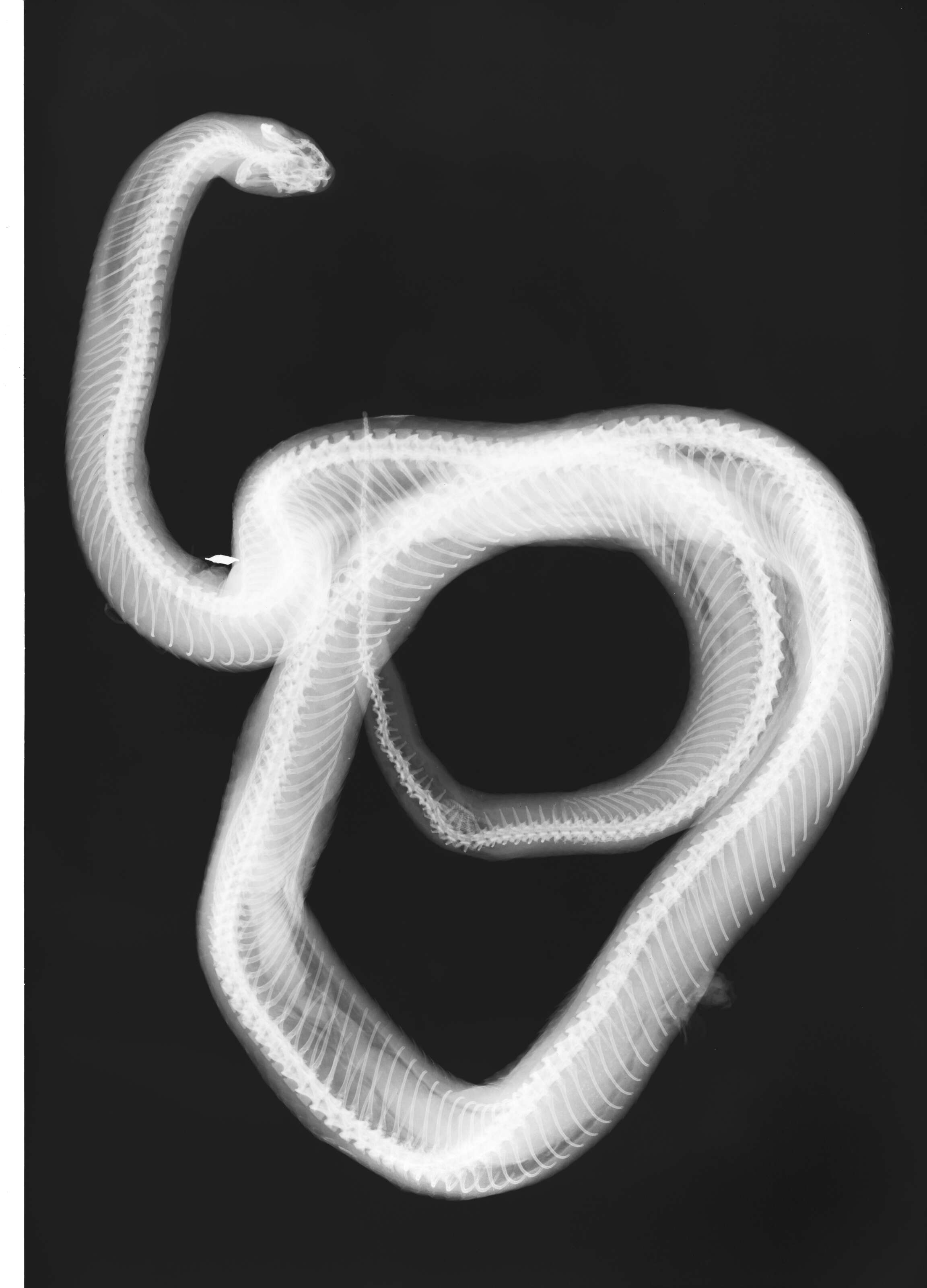 Image of Lampropeltis getula (Linnaeus 1766)