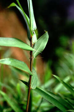 Image of Bambusa rigida Keng & Keng fil.