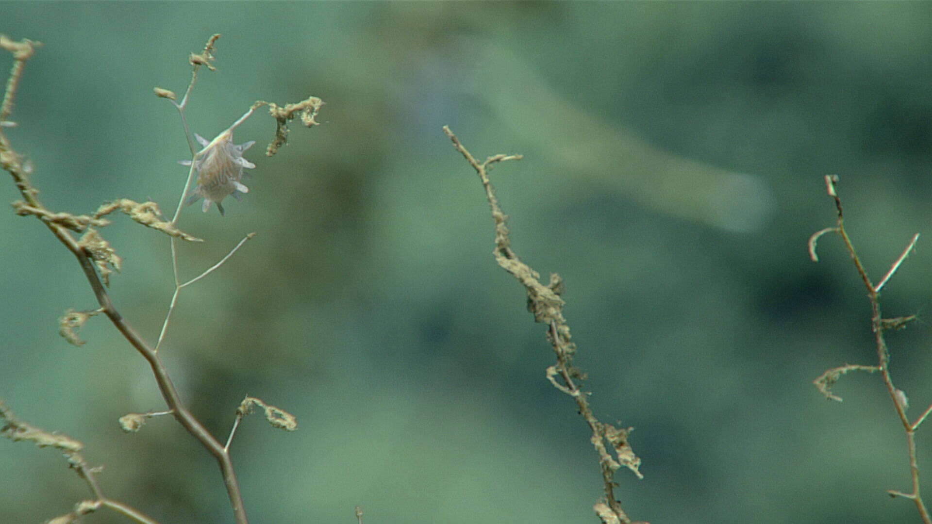 Image of Chrysogorgia Duchassaing & Michelotti 1864