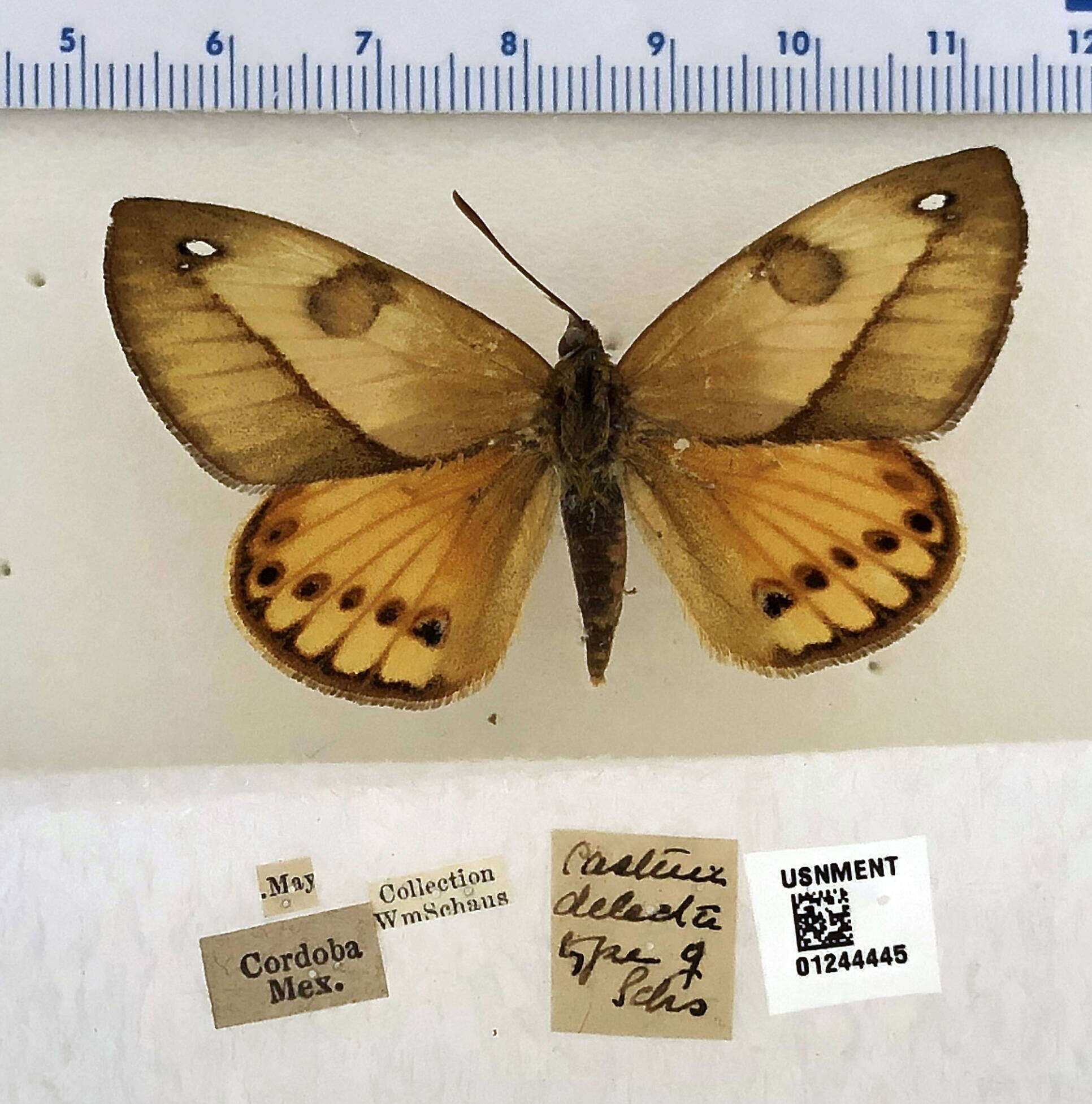 Image of Castnia delecta Schaus 1911