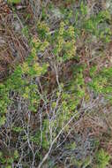 Image of Sand-Myrtle