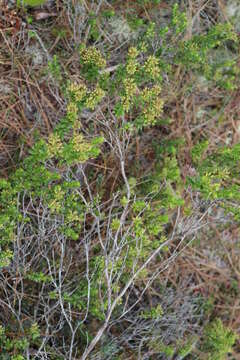 Image of Sand-Myrtle