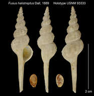 Image of Fusinus halistreptus (Dall 1889)