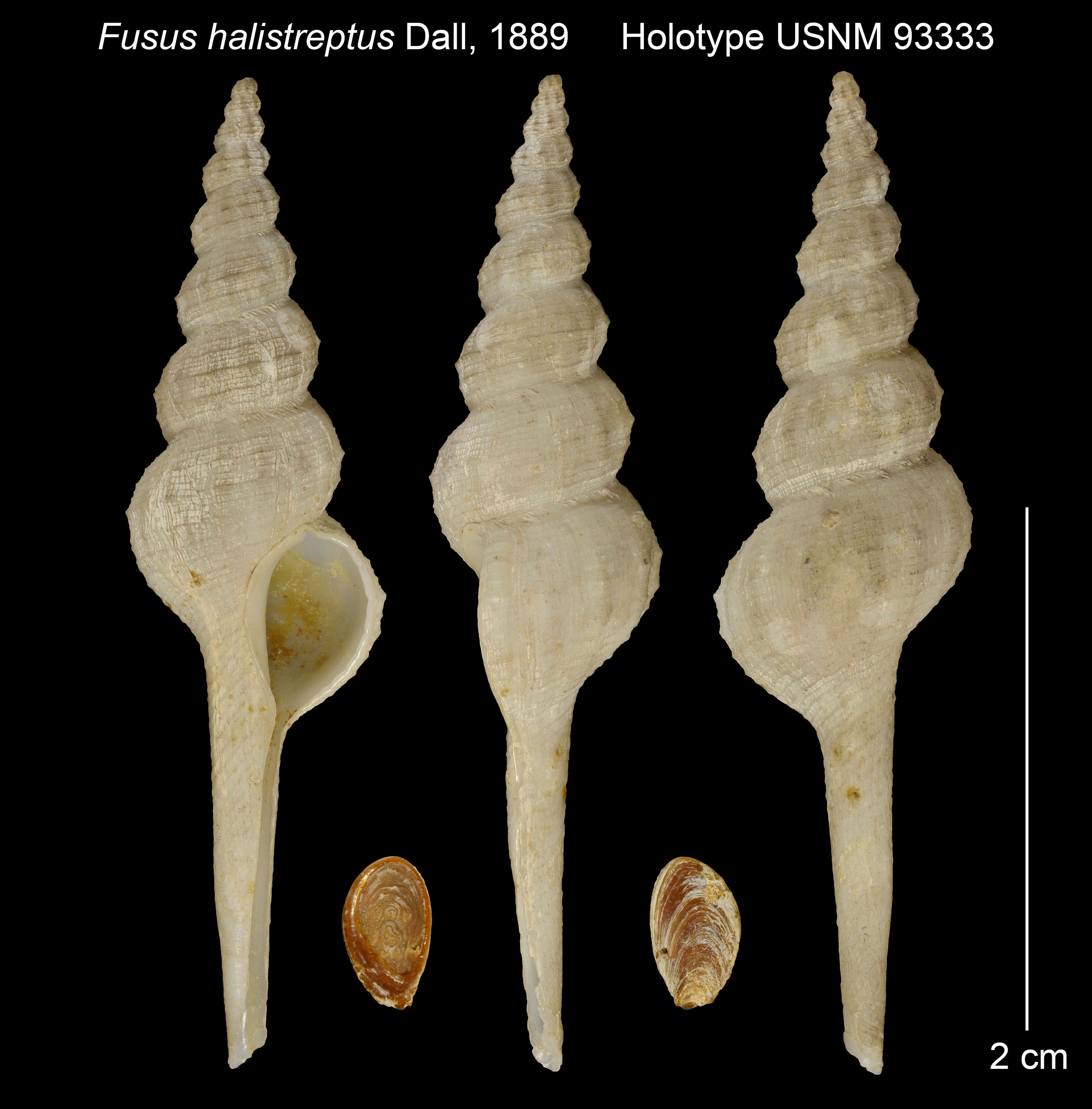 Imagem de Fusinus halistreptus (Dall 1889)