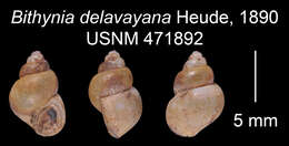 Imagem de <i>Bithynia delavayana</i> Heude