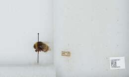 Image of Bombus patagiatus Nylander 1848