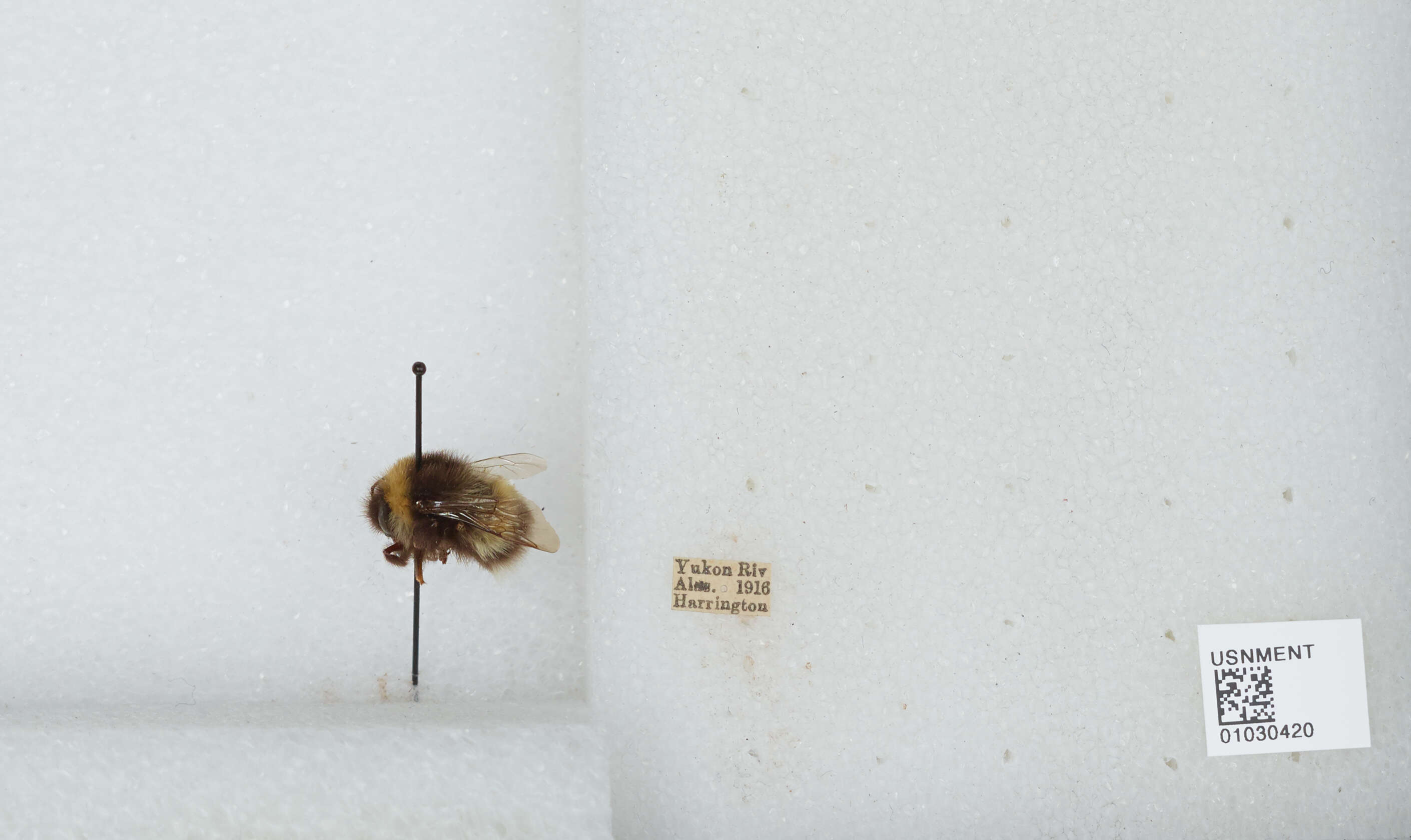 Image of Bombus patagiatus Nylander 1848