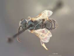 Image of Halictus